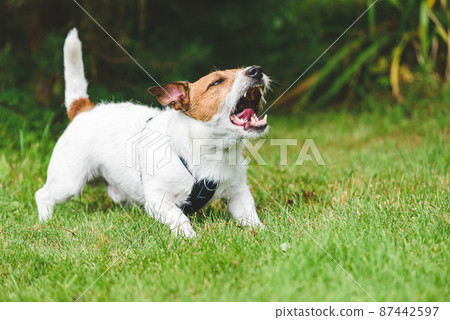 Neighbour's dog howling, whining and barking loudly making annoying noise at backyard Neighbour's dog howling, whining and barking loudly making annoying noise at backyard 87442597