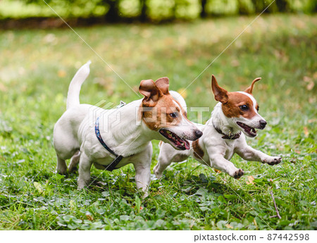 Two joyful Jack Russell Terrier pet dogs playing together happily running on green grass lawn in public park. Adult dog plays with puppy 87442598