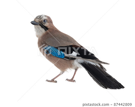 bird jay looking back isolated on white background 87442809