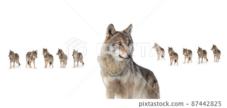 old she-wolf on the background of a pack of wolves old she-wolf on the background of a pack of wolves 87442825