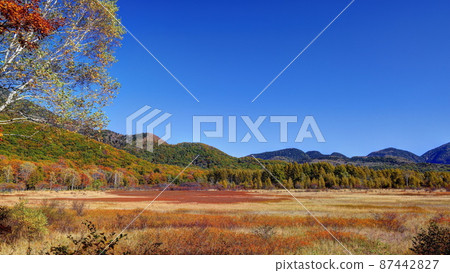 Autumn leaves of Odawara 87442827