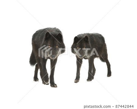 walking canadian wolves isolated on white background walking canadian wolves isolated on white background 87442844