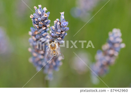 Lavender Bee 87442960