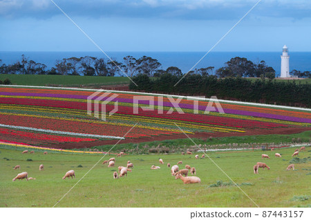 Tulip fields at Table Cape 87443157