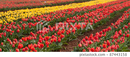 Tulip fields at Table Cape Tulip fields at Table Cape 87443158