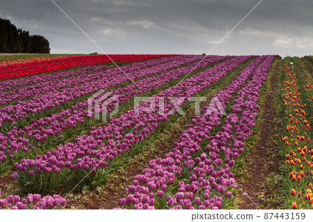 Tulip fields at Table Cape Tulip fields at Table Cape 87443159