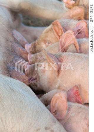 Piglets Feeding 87443178