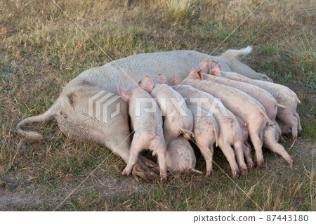 Piglets Feeding 87443180