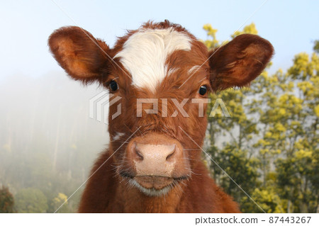 A friendly National Park cow A friendly National Park cow 87443267