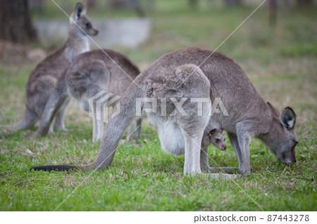 Kangaroo and her joey Kangaroo and her joey 87443278