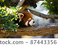 小熊貓在花園裡玩耍 87443356