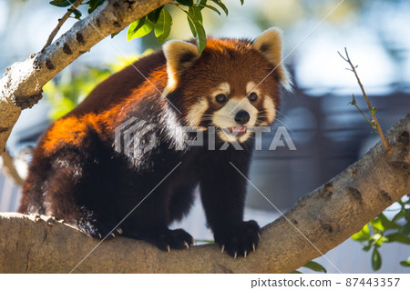 小熊貓在花園裡玩耍 87443357