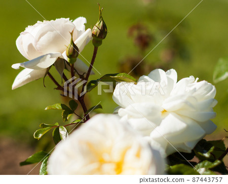 blooming white rose flower buds in the garden blooming white rose flower buds in the garden 87443757