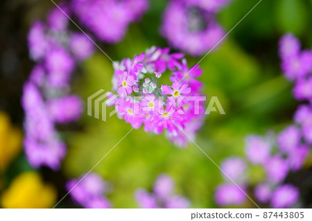 早春花報春花 照片素材 圖片 圖庫