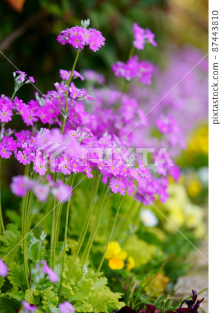 早春，花壇報春花 87443810