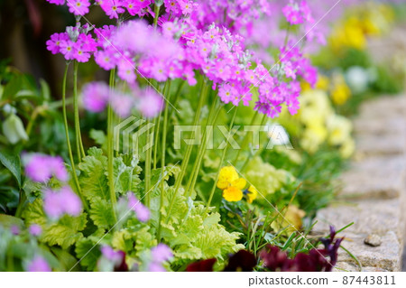 早春，花壇報春花 87443811