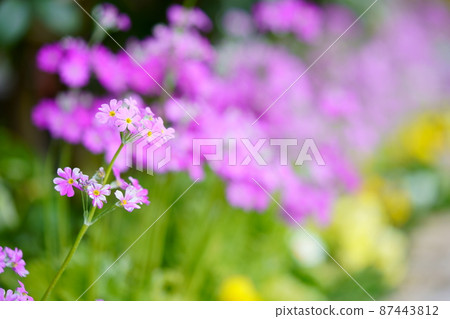 早春，花壇報春花 87443812