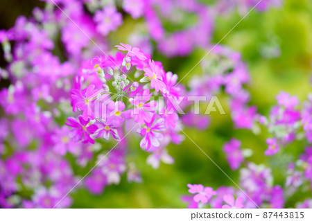 Early spring, flowerbed primroses 87443815