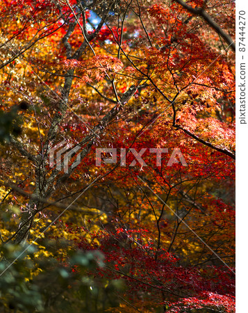 Autumn leaves in Zuihoji Park, Japan Autumn leaves in Zuihoji Park, Japan 87444270