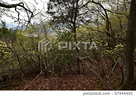 從向山山脈 從向山山脈 87444485