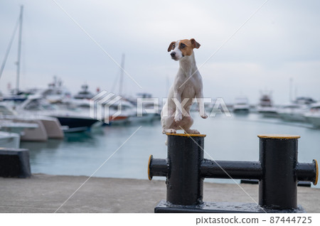 Jack Russell Terrier dog sits on the shore of the harbor. Yacht Club. 87444725