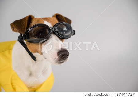 Portrait of jack russell terrier dog in life jacket and goggles for snorkeling on white background. 87444727