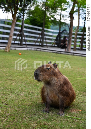 Water pig, water pig 87444754