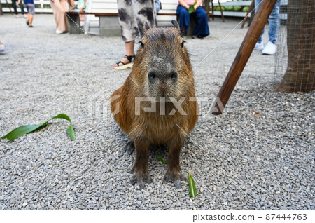 Water pig, water pig Water pig, water pig 87444763