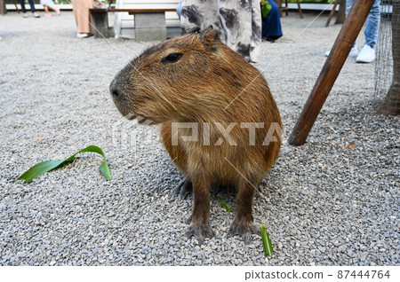 Water pig, water pig Water pig, water pig 87444764