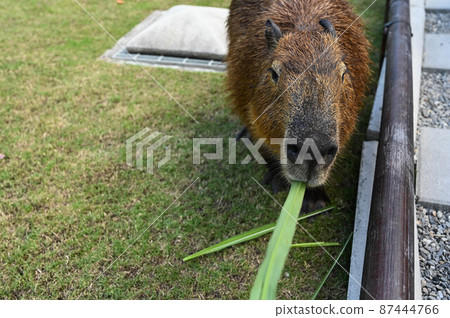 Water pig, water pig Water pig, water pig 87444766
