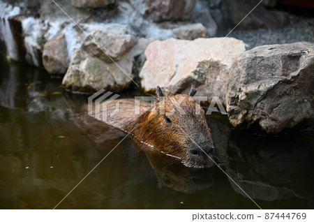 Capybara, Capybara-kun, Capybara-like capybara 87444769