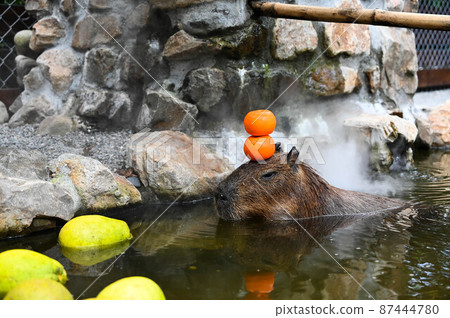 Capybara, Capybara-kun, Capybara-like capybara 87444780