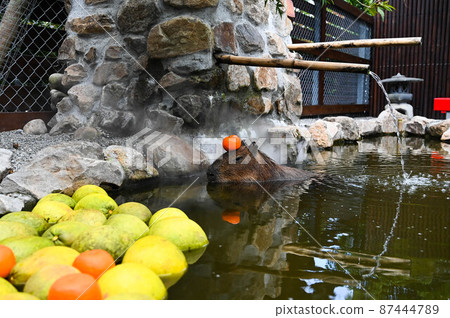Capybara, Capybara-kun, Capybara-like capybara 87444789