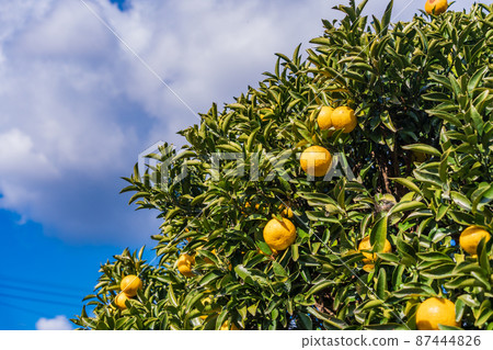 即將推出，New Summer Orange 87444826
