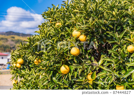 即將推出,New Summer Orange 即將推出,New Summer Orange 87444827