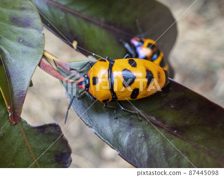 Okinawa bug 87445098