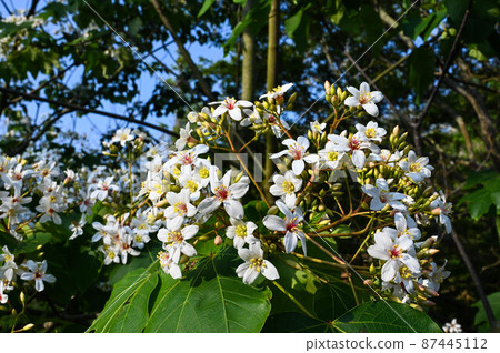 桐花、油桐、招待所、油桐、油桐、泡桐、泡桐、三年桐、油桐、油桐、油桐 87445112