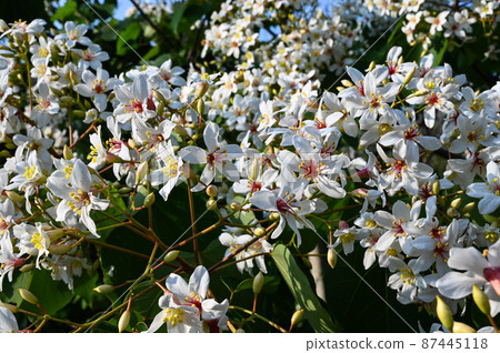 桐花、油桐、招待所、油桐、油桐、泡桐、泡桐、三年桐、油桐、油桐、油桐 87445118