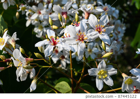 桐花、油桐、招待所、油桐、油桐、泡桐、泡桐、三年桐、油桐、油桐、油桐 87445122