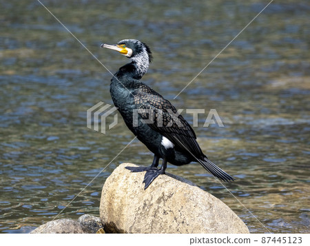 岩石上的大鸕鶿 87445123