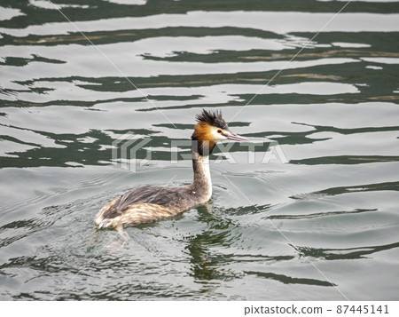 Great Crested Grebe of Natsuha swimming in the river 87445141