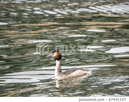Great Crested Grebe of Natsuha swimming in the river Great Crested Grebe of Natsuha swimming in the river 87445147