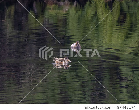 Female Northern Shoveler in the pond 87445174