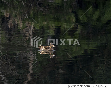 Female Northern Shoveler in the pond 87445175