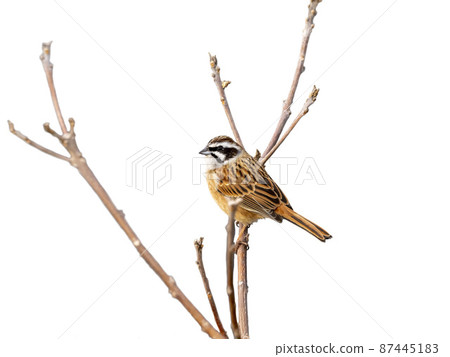 Bunting perching on a tree with a white background 87445183