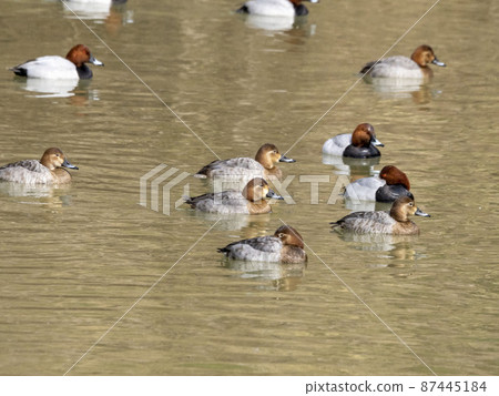 Swimming in a pond 87445184