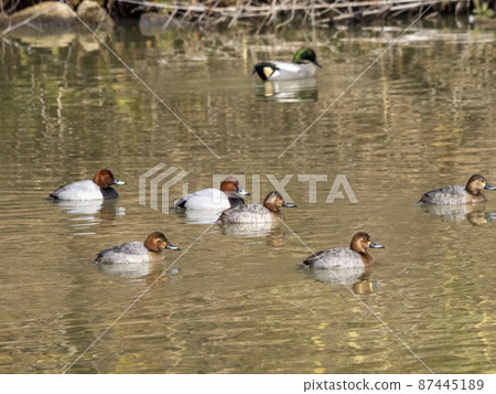 Swimming in a pond 87445189