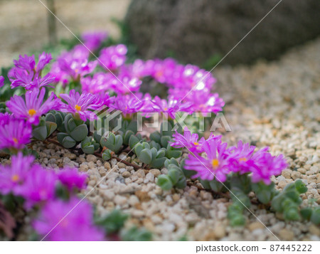 Flower (Conophytum) 87445222