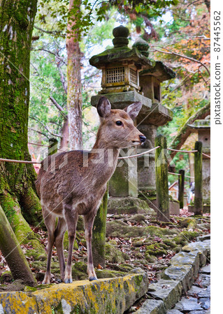 Deer at Nara Kasuga Taisha Shrine Deer at Nara Kasuga Taisha Shrine 87445562