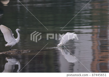 the flying White egret at the coast, hk 28 Feb 2022 87445651